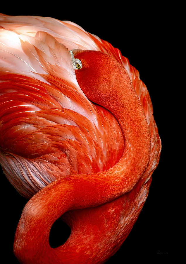 Flamingo on Black Photograph by Donna Proctor