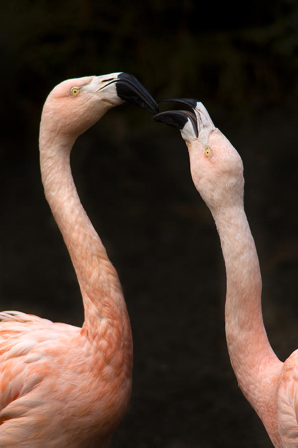 Flamingo Pair Photograph by Sonya Lang