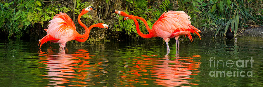 Flamingo Panorama Photograph by Les Palenik