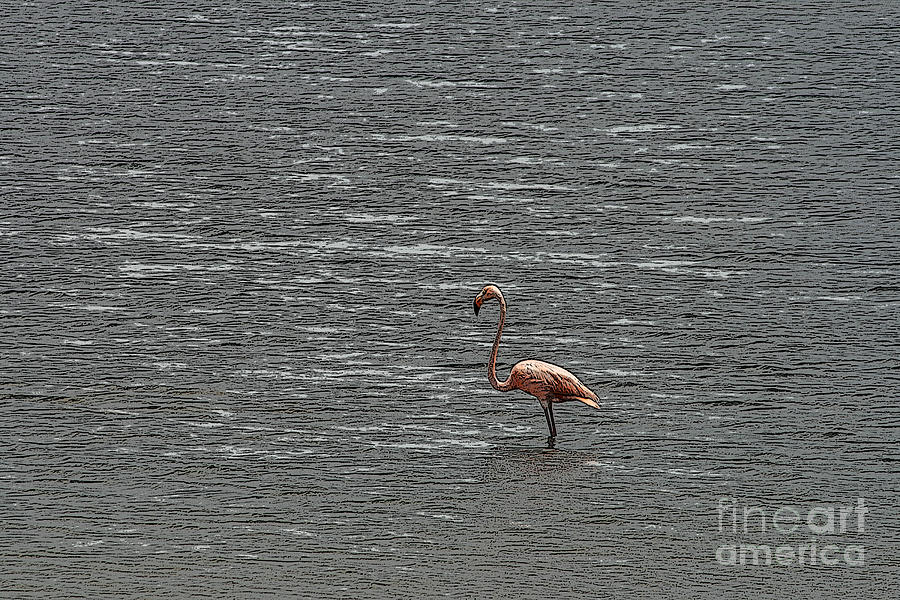 Flamingo Photograph by Patricia Hofmeester