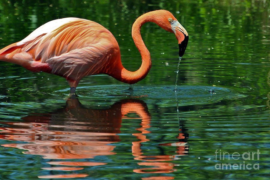 Flamingo Photograph by PatriZio M Busnel