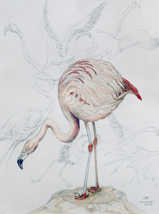 Bird Photograph - Flamingo Pencil And Wc On Paper by Carolyn Hubbard-Ford