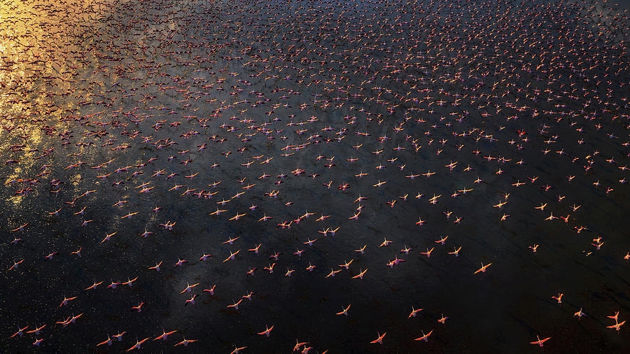 Flamingo Photograph - Flamingo by Phillip Chang