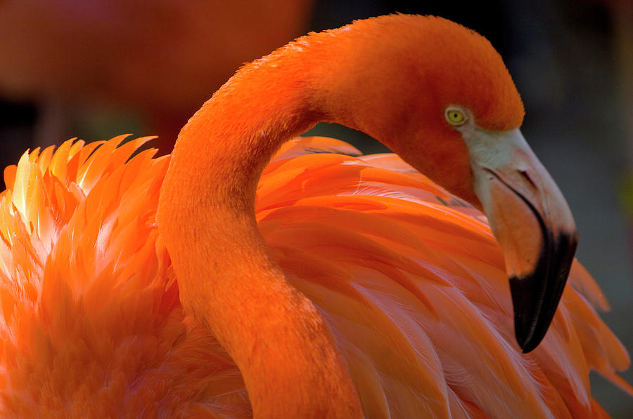 Flamingo Phoenicopterus, Africa Photograph By Ernesto Burciaga - Pixels