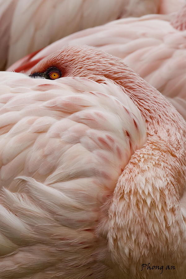Flamingo Photograph by Phong An