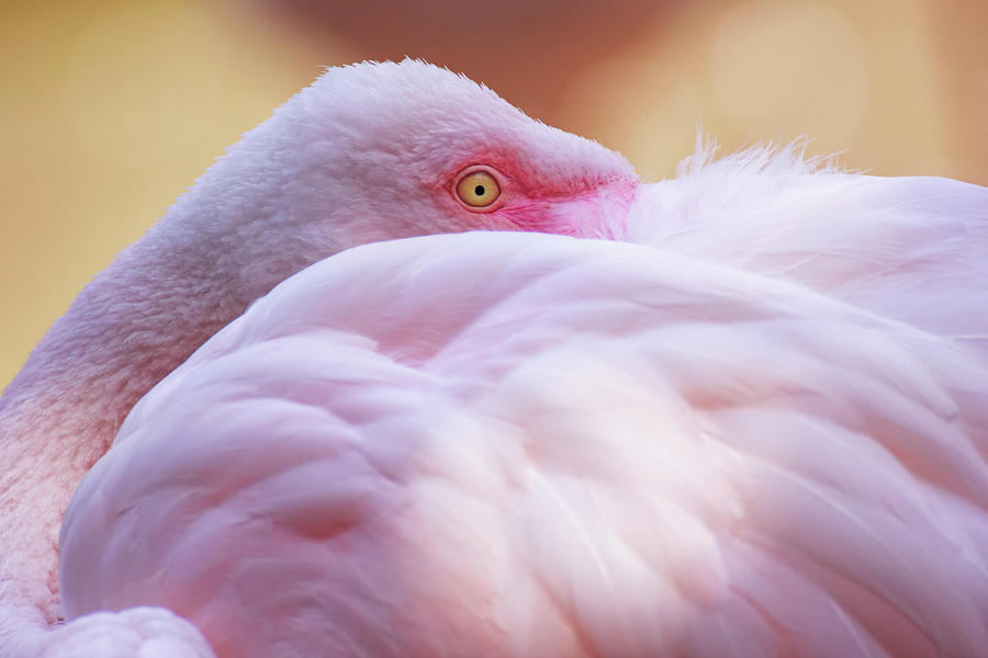 Flamingo Photograph by Photography By Lana Galina