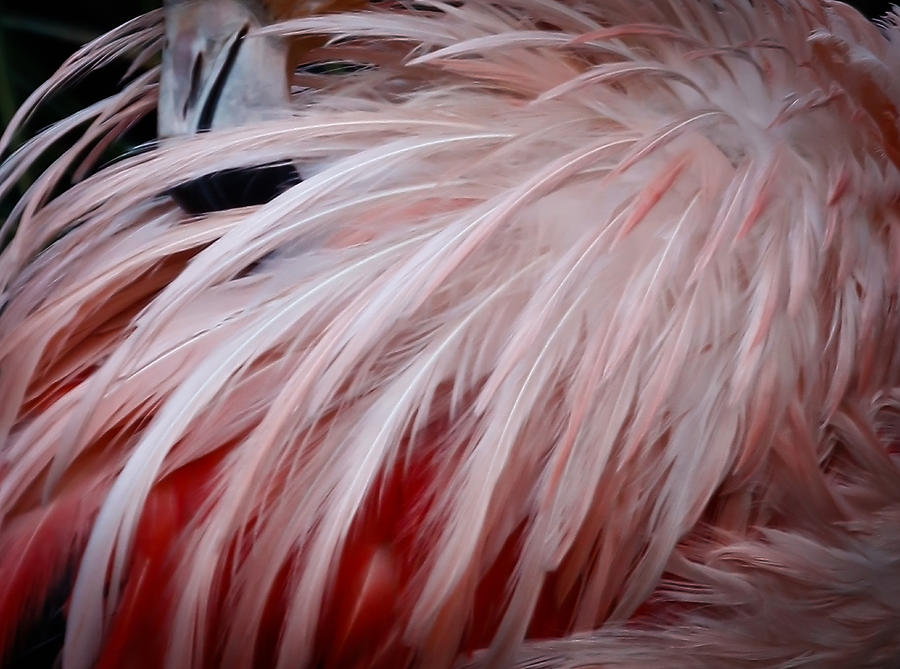 Flamingo Pink Feathers Photograph by Athena Mckinzie - Fine Art America