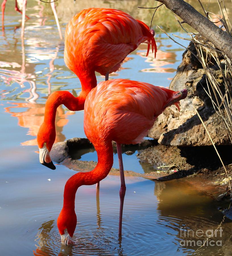 Flamingo Pool Photograph
