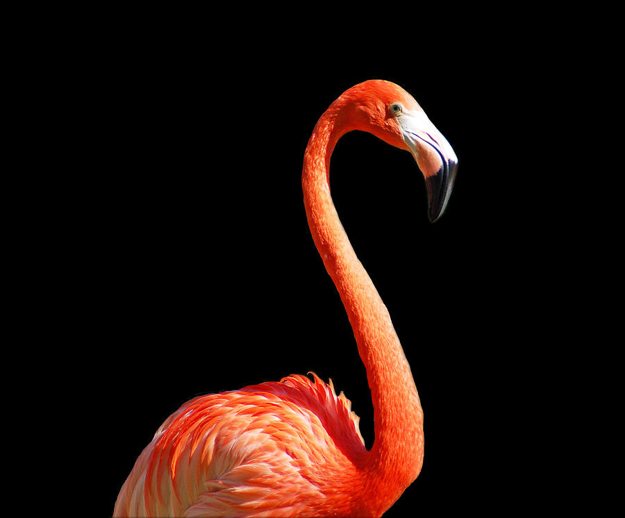Flamingo Portrait Photograph by Aimee L Maher ALM GALLERY