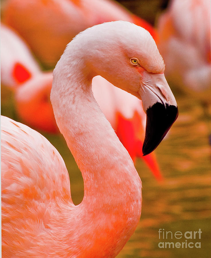 Flamingo Portrait Photograph by Frances Ann Hattier