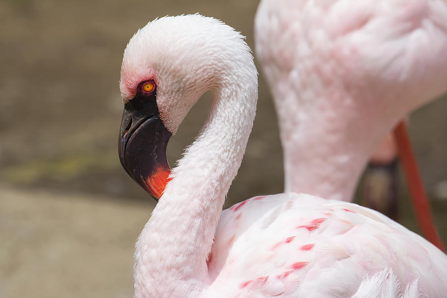 Flamingo Portrait Photograph
