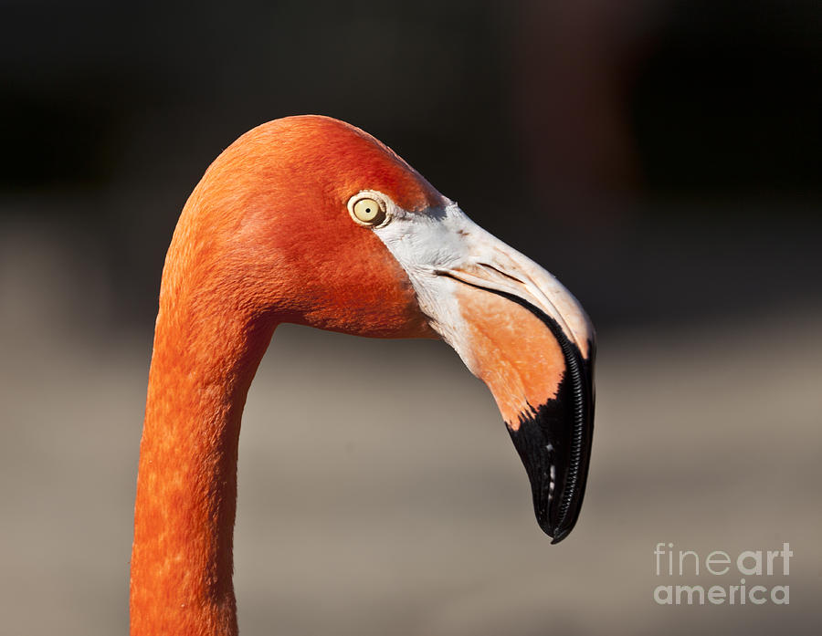 Flamingo Portrait Photograph by Liz Leyden