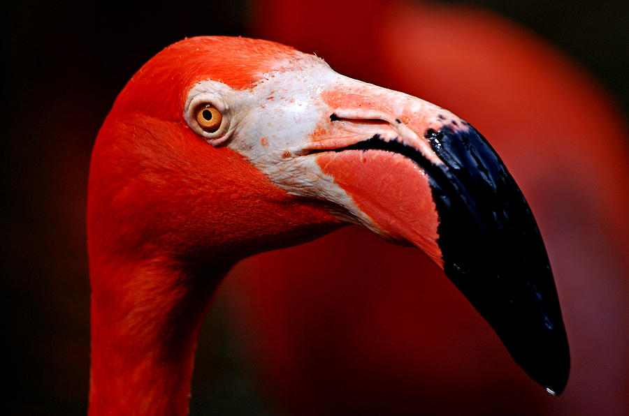 Flamingo Portrait Photograph by Lorenzo Cassina