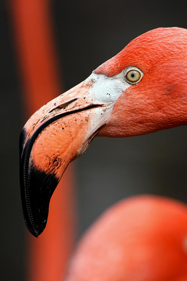 Flamingo Portrait Photograph by Theo OConnor