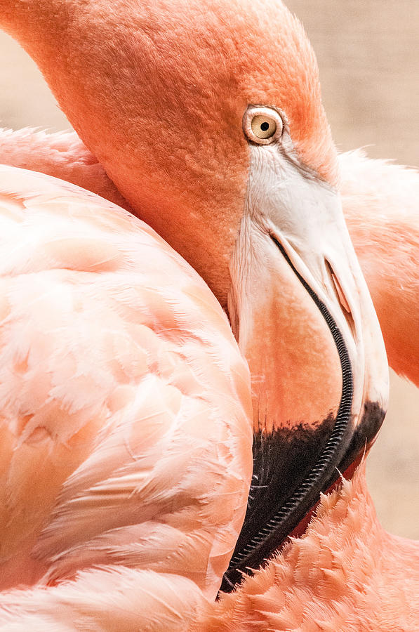 Flamingo Pose Photograph by Don Johnson