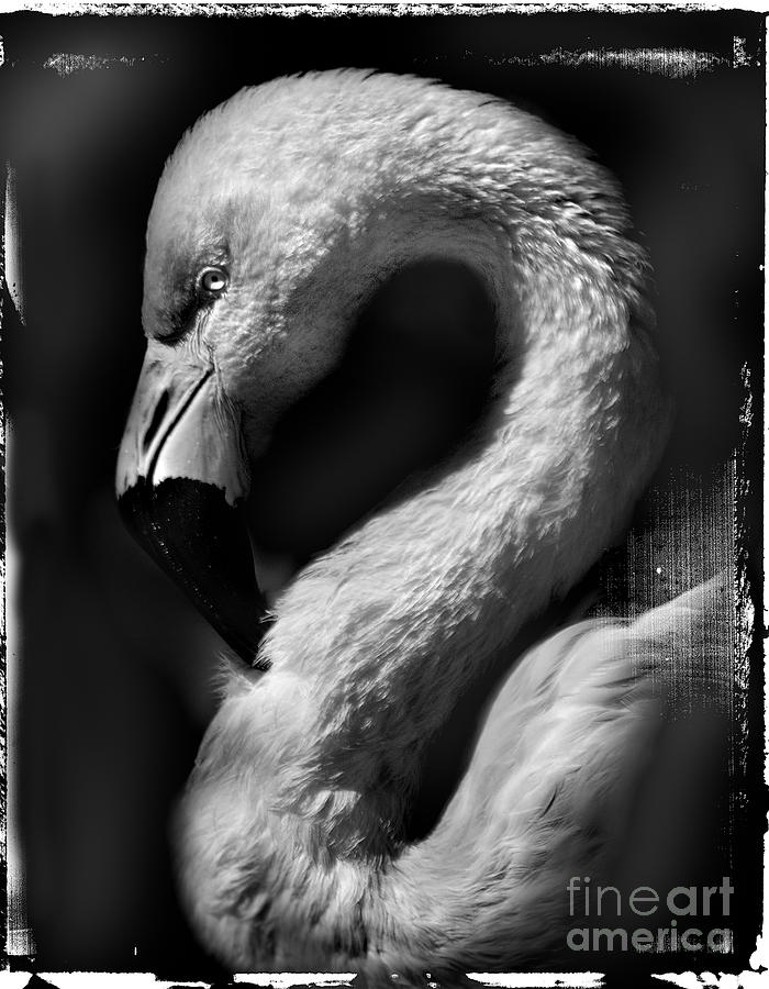 flamingo profile BW Photograph by Jill Battaglia