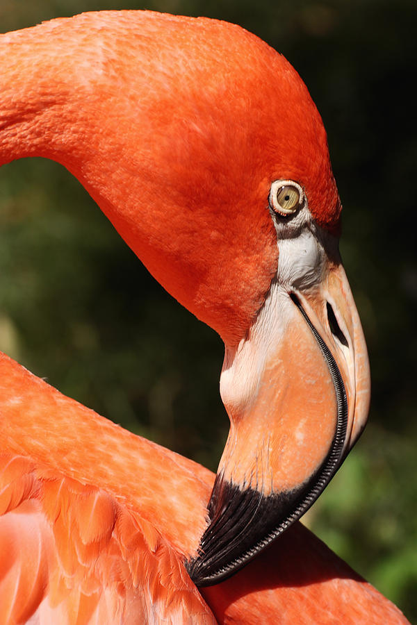 Flamingo Profile Photograph by Theo OConnor