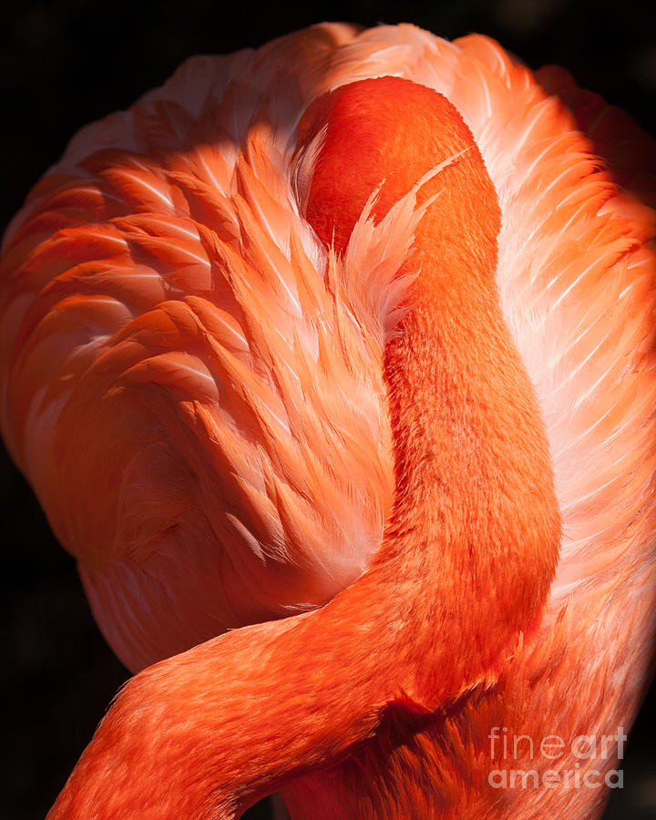 Flamingo Photograph - Flamingo Resting by Dale Nelson