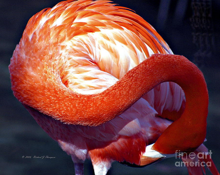 Flamingo Photograph by Richard J Thompson 