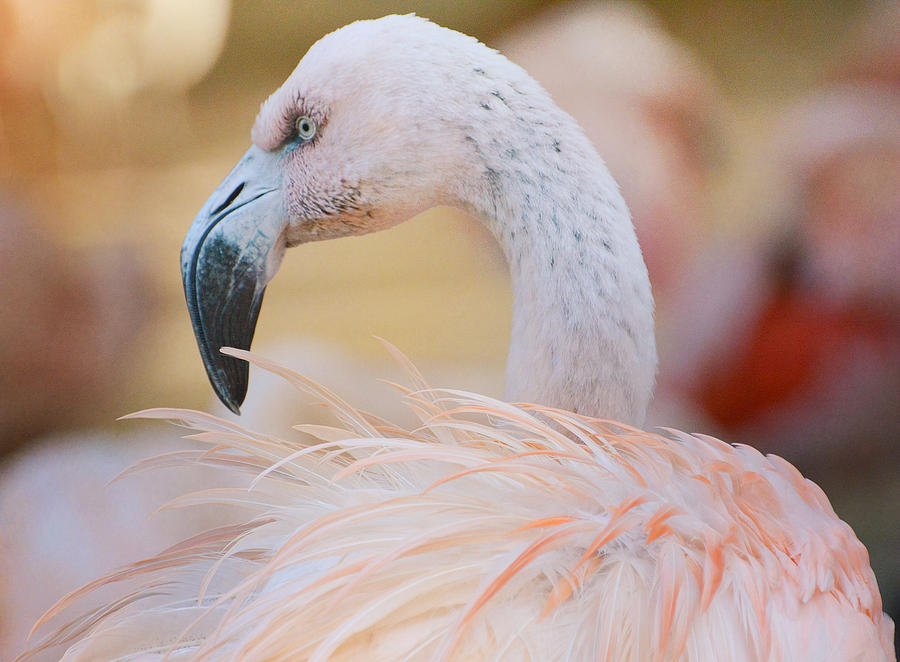 Flamingo Road Photograph by Fraida Gutovich