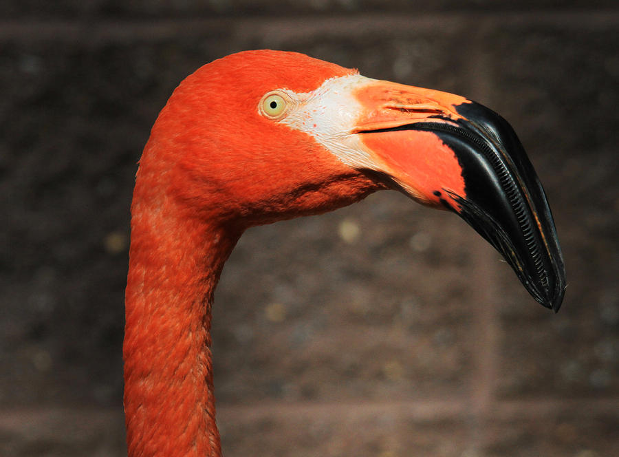 Flamingo Photograph by Roger Becker