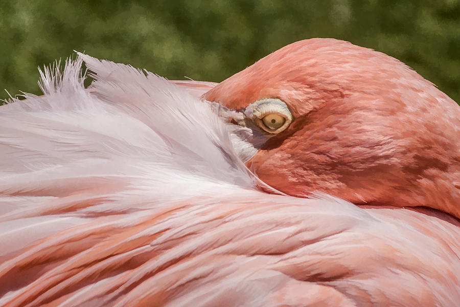 Flamingo Digital Art by Photographic Art by Russel Ray Photos