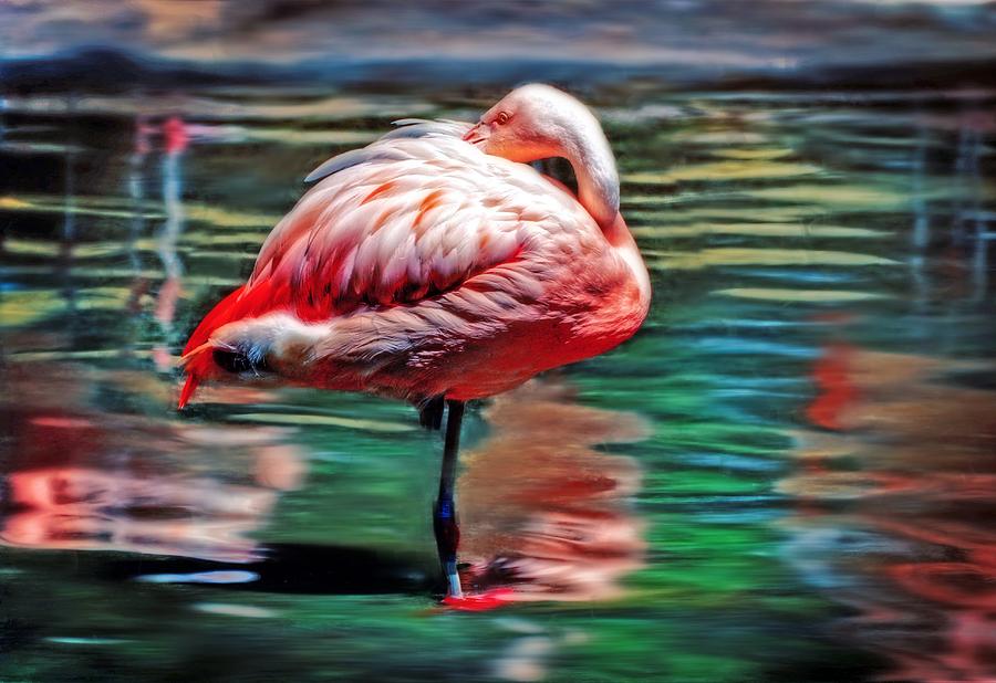Flamingo  Photograph by Savannah Gibbs