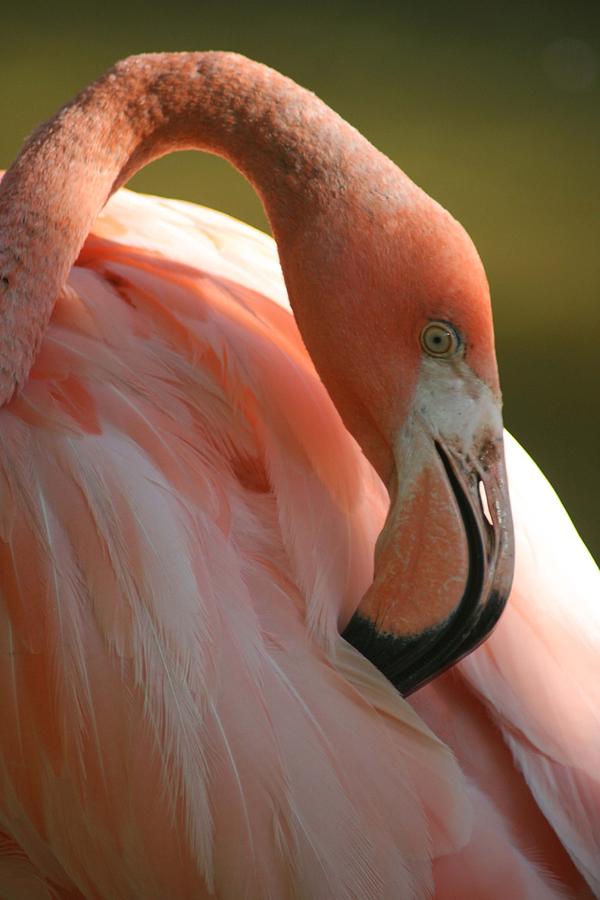 Flamingo Photograph by Scott Cunningham
