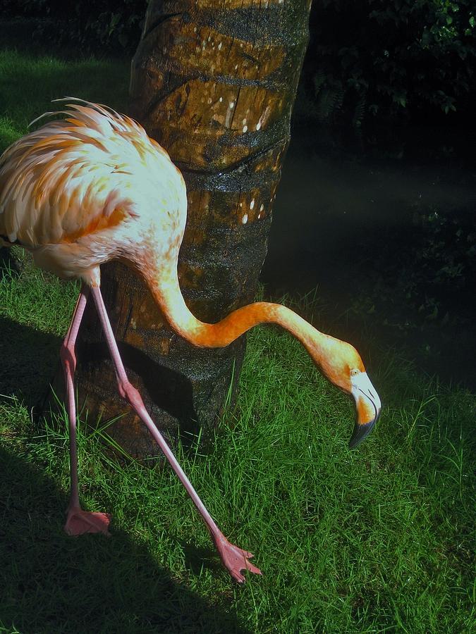 Flamingo Search Party Photograph by Karl Anderson