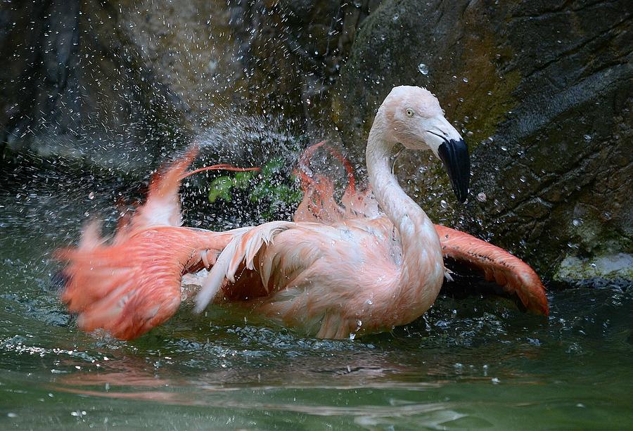 Flamingo Shake Photograph by Fraida Gutovich