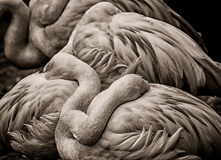 Flamingo Sleep Photograph by Toma Caul