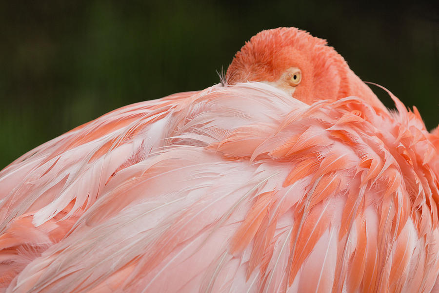 Flamingo Sleeping Eye Open Photograph by Jack Nevitt