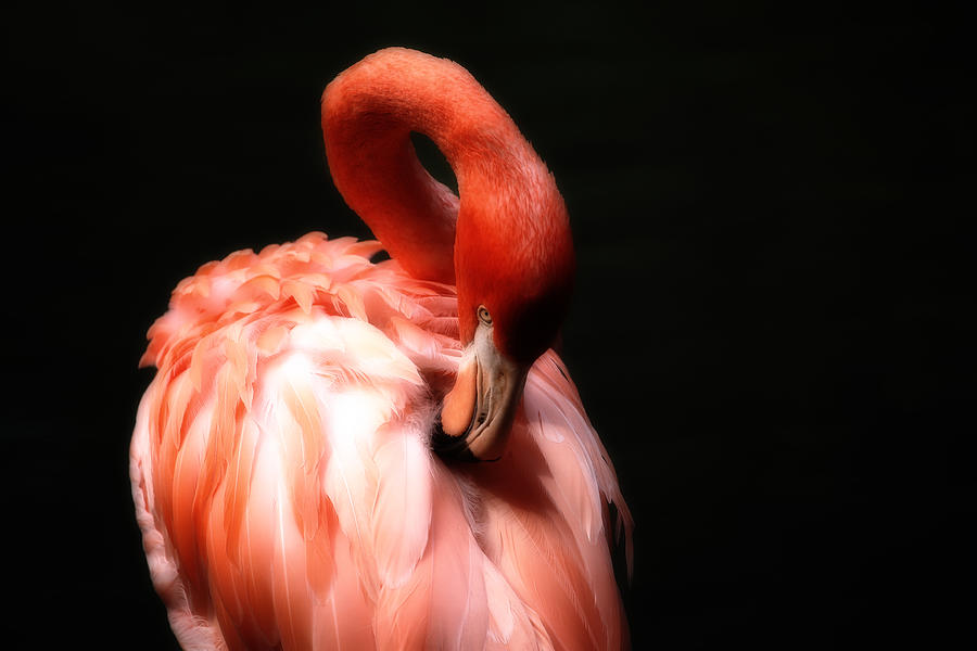 Flamingo Softness Photograph by Karol Livote
