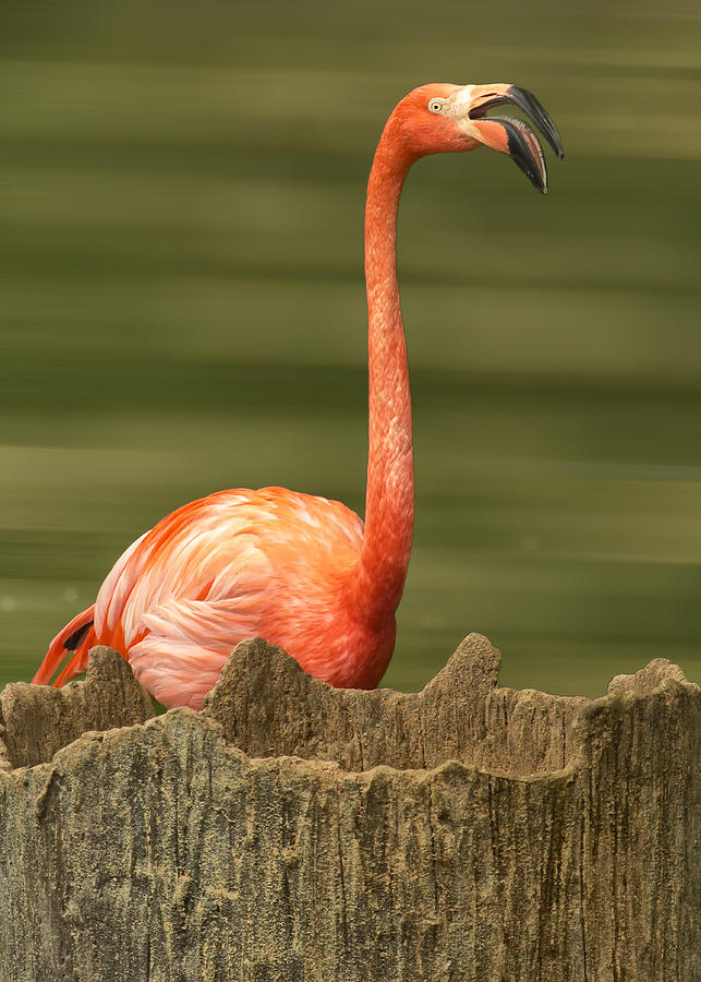 Flamingo Speaks Photograph by Bill and Linda Tiepelman