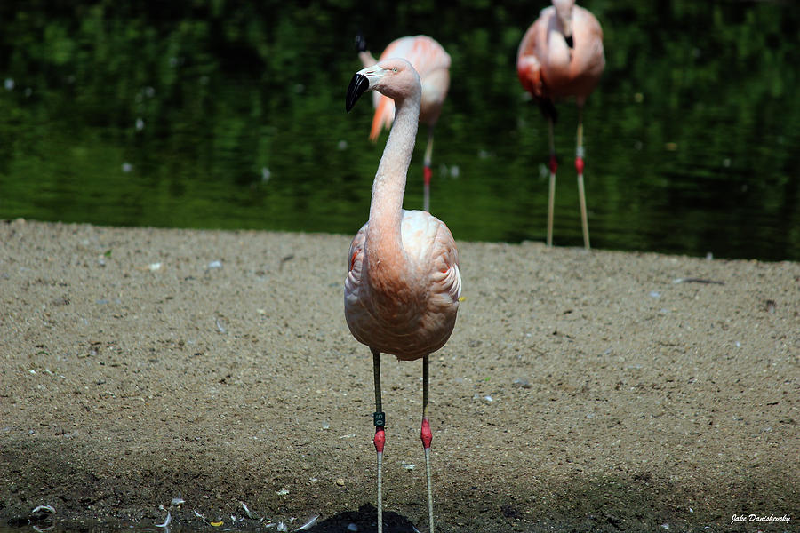 Flamingo Photograph - Flamingo - Standing Tall by Jake Danishevsky