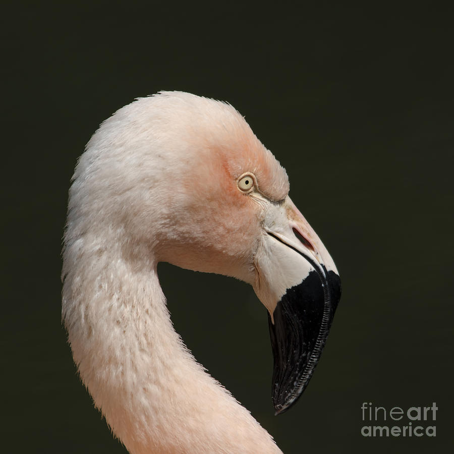 Flamingo Photograph by Steev Stamford