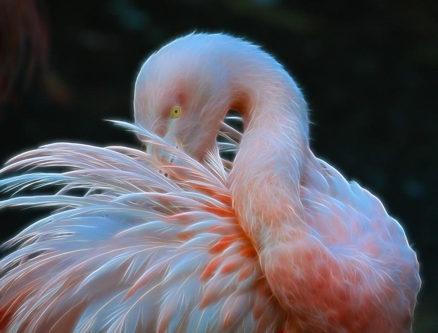 Flamingo Photograph by Steve McKinzie