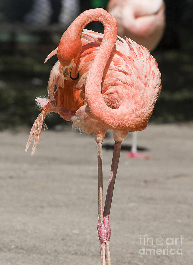 Flamingo Photograph by Steven Ralser