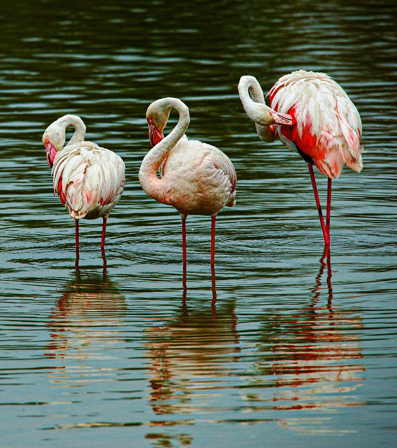 Flamingo Trio Photograph by Mike Marsden
