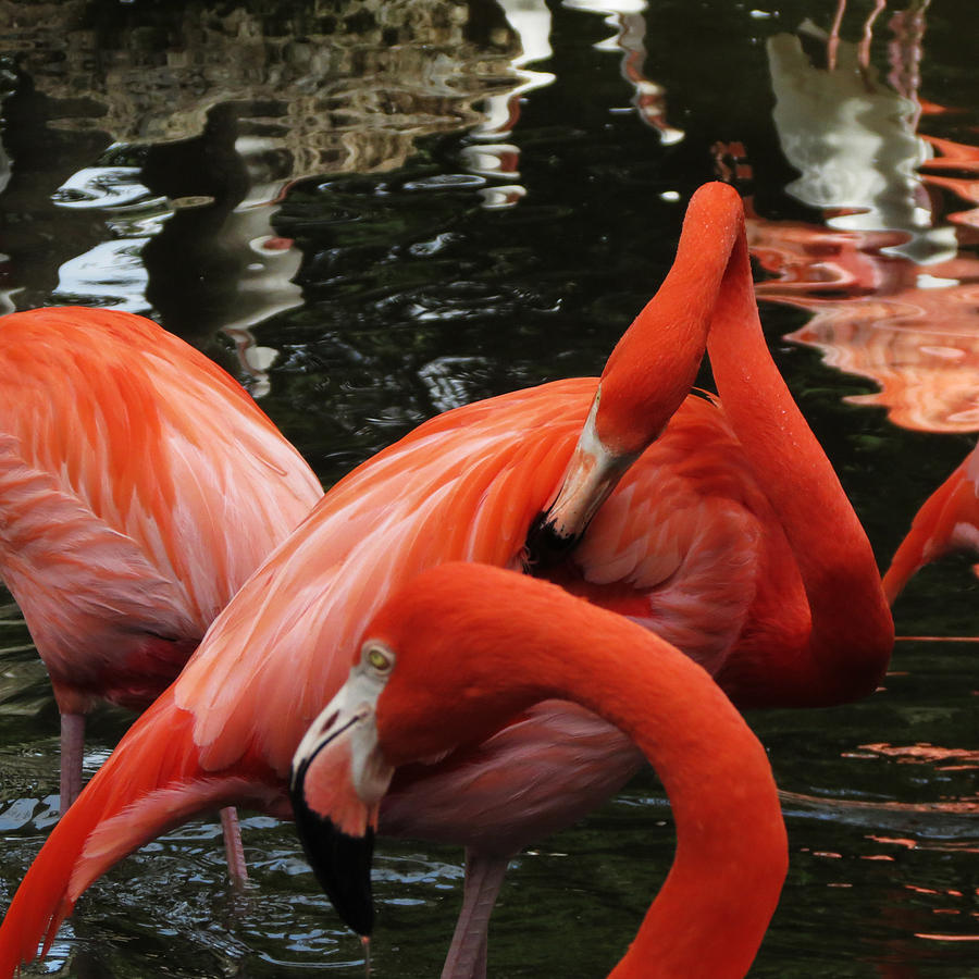 Flamingo Twist Photograph by Vijay Sharon Govender