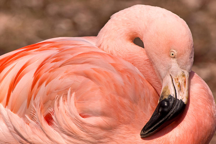 Flamingo Vortex Photograph by Theo OConnor