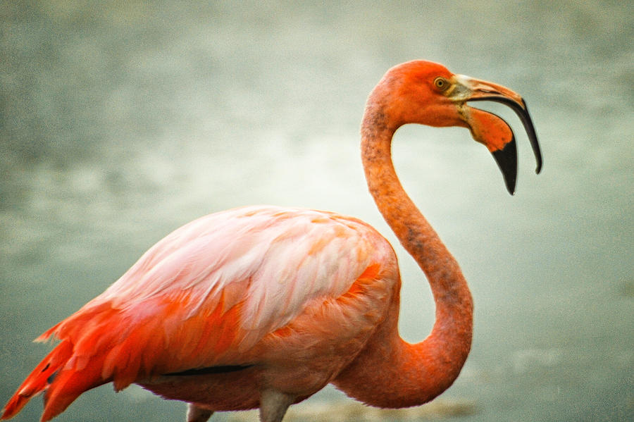 Flamingo Photograph by Winnie Chrzanowski