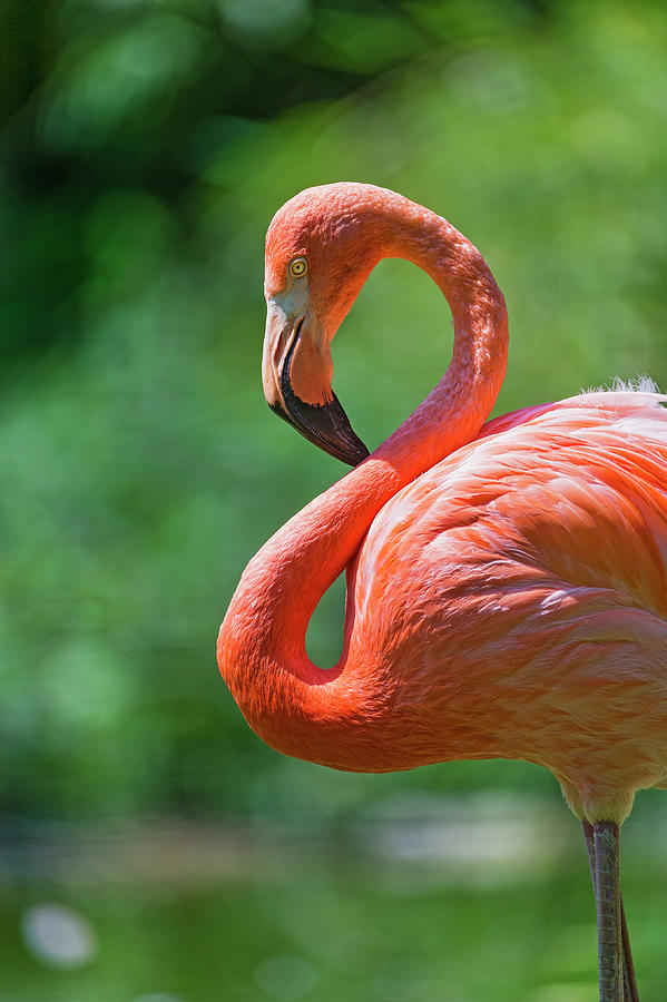 Flamingo With Curved Neck Photograph by Picture By Tambako The Jaguar