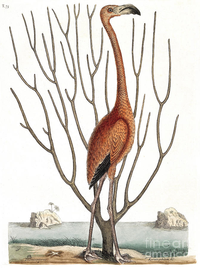 Flamingo With Keratophyton Plant, 1731 Photograph by Wellcome Images Flamingo With Keratophyton Plant, 1731 Photograph by Wellcome Images