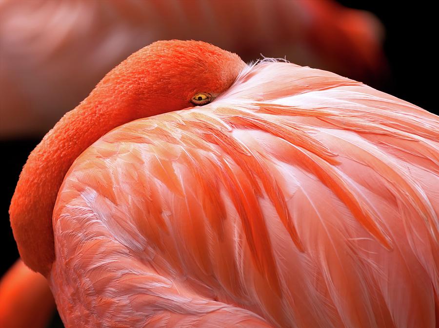 Flamingo Photograph by Wladimir Bulgar