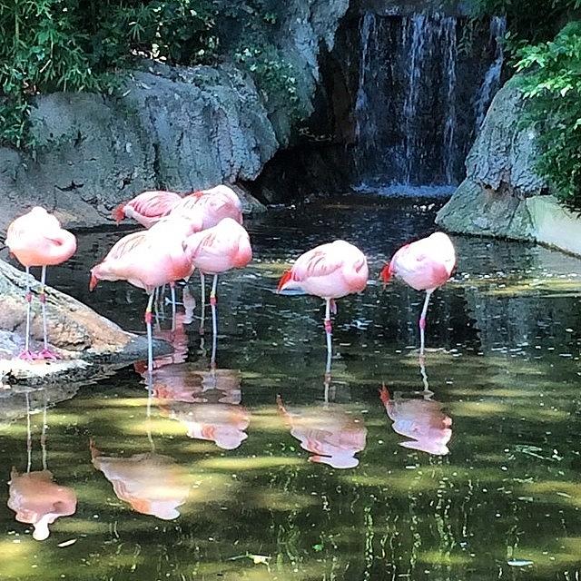 Flamingo Photograph - #flamingo #zoo #artist #art #portrait by Josh  Brackenridge 