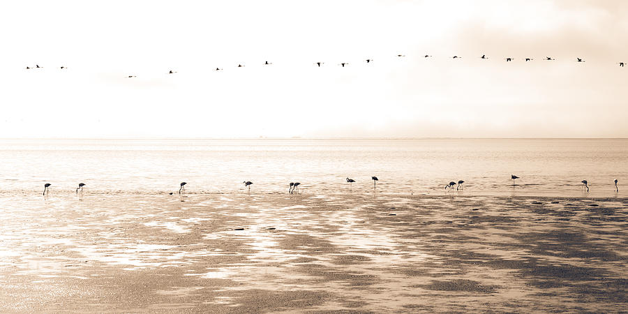 Bird Photograph - Flamingoes by Bobby Bradley