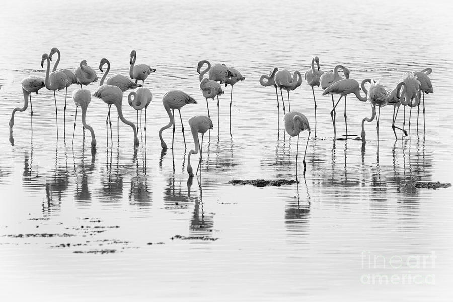 Flamingo Photograph - Flamingos High Key by David Van der Want