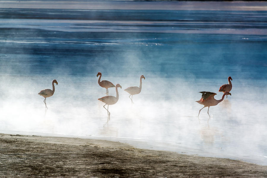 Flamingo Photograph - Flamingoes in Bolivia by Jess Kraft