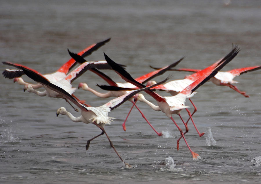 Flamingoes in flight Photograph by Dennis Cox